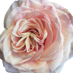Pic-Nic Roses de jardin d'Equateur Ethiflora